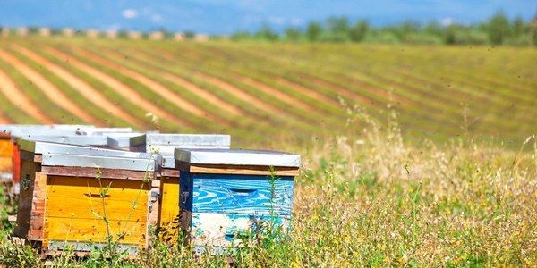 ผู้พิพากษา: การอนุมัติ EPA ของสารกำจัดศัตรูพืชที่ฆ่าผึ้งละเมิดกฎหมายของรัฐบาลกลาง | EcoWa …